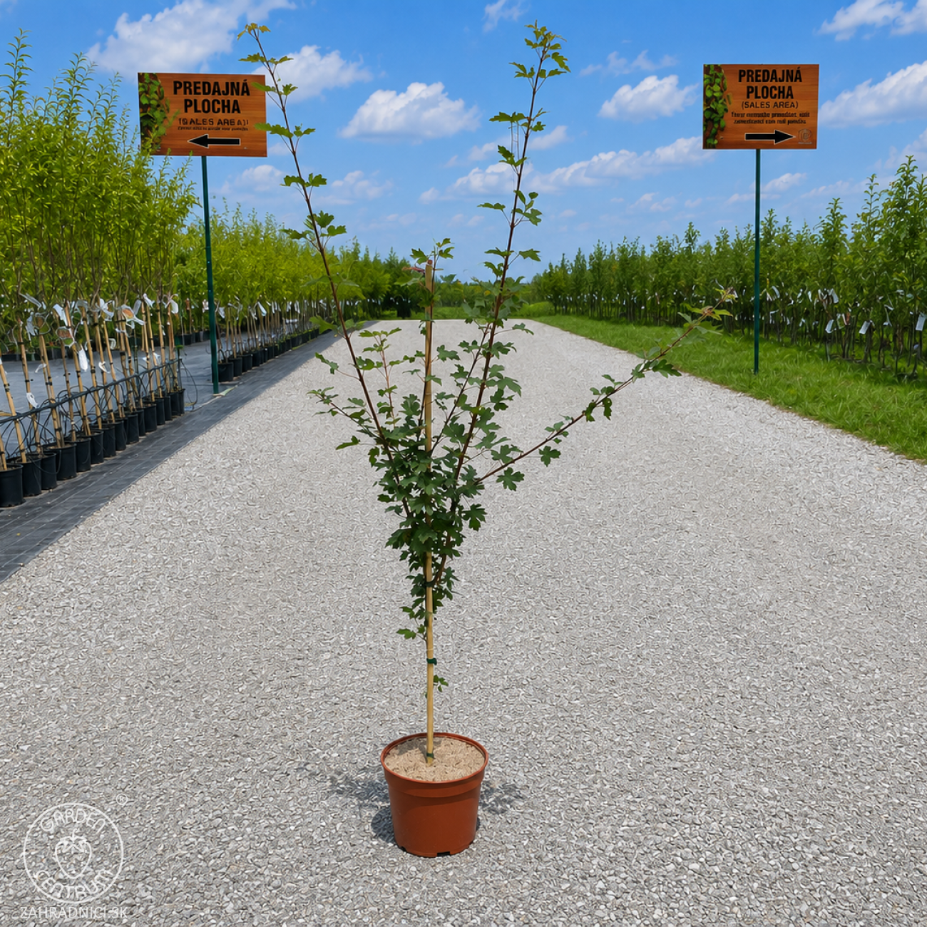 Obrázok Javor poľný (Acer campestre) - výška 140-170 cm, kont. C5L
